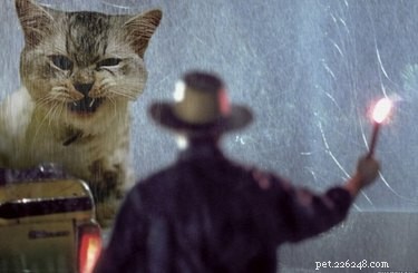19 Iconic 90s Pets You Can t Miss