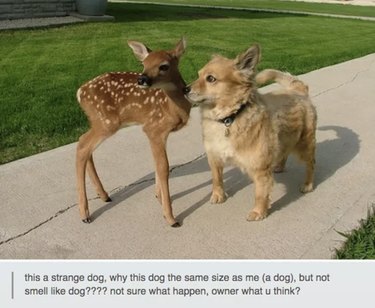 55 Hilarious Animal Tumblr Posts Guaranteed to Make You Laugh