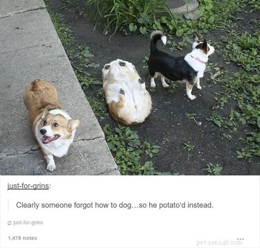 55 Hilarious Animal Tumblr Posts Guaranteed to Make You Laugh