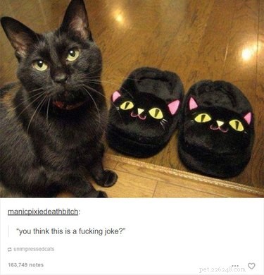 55 Hilarious Animal Tumblr Posts Guaranteed to Make You Laugh