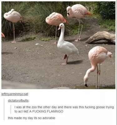 55 Hilarious Animal Tumblr Posts Guaranteed to Make You Laugh