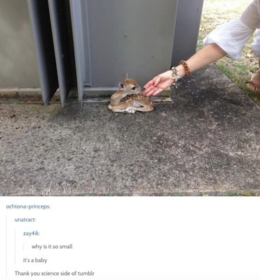 55 Hilarious Animal Tumblr Posts Guaranteed to Make You Laugh