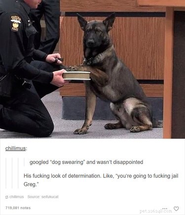55 Hilarious Animal Tumblr Posts Guaranteed to Make You Laugh