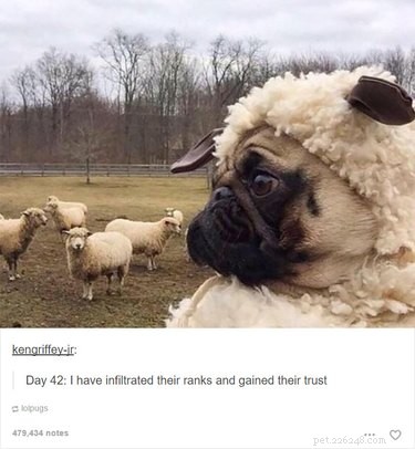 55 Hilarious Animal Tumblr Posts Guaranteed to Make You Laugh
