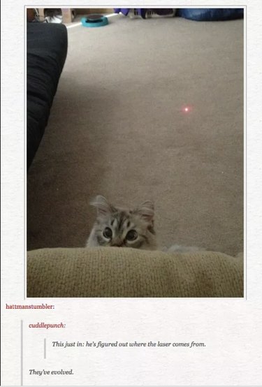 55 Hilarious Animal Tumblr Posts Guaranteed to Make You Laugh