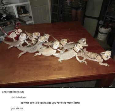 55 Hilarious Animal Tumblr Posts Guaranteed to Make You Laugh