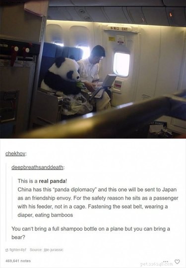 55 Hilarious Animal Tumblr Posts Guaranteed to Make You Laugh