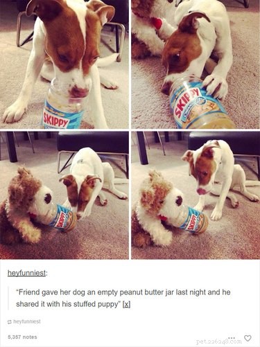 55 Hilarious Animal Tumblr Posts Guaranteed to Make You Laugh