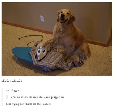 55 Hilarious Animal Tumblr Posts Guaranteed to Make You Laugh