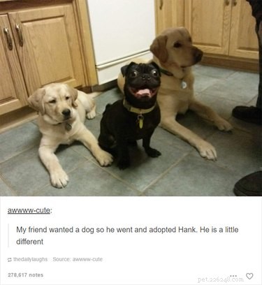 55 Hilarious Animal Tumblr Posts Guaranteed to Make You Laugh