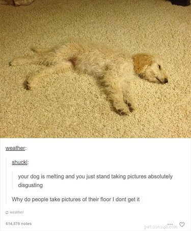 55 Hilarious Animal Tumblr Posts Guaranteed to Make You Laugh
