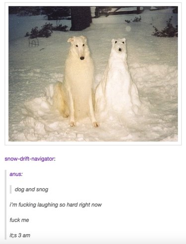 55 Hilarious Animal Tumblr Posts Guaranteed to Make You Laugh