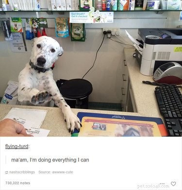 55 Hilarious Animal Tumblr Posts Guaranteed to Make You Laugh