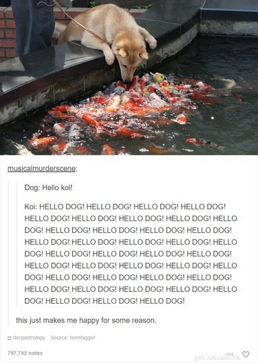 55 Hilarious Animal Tumblr Posts Guaranteed to Make You Laugh
