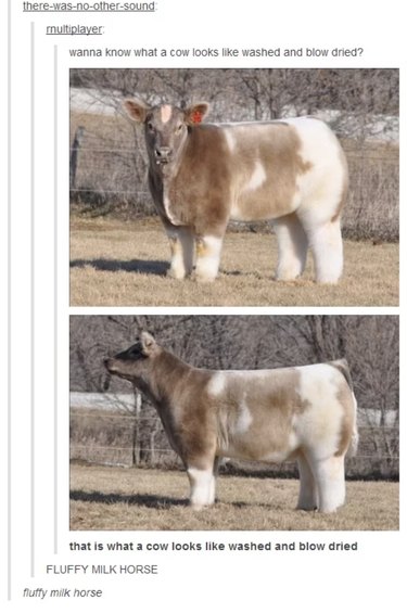 55 Hilarious Animal Tumblr Posts Guaranteed to Make You Laugh
