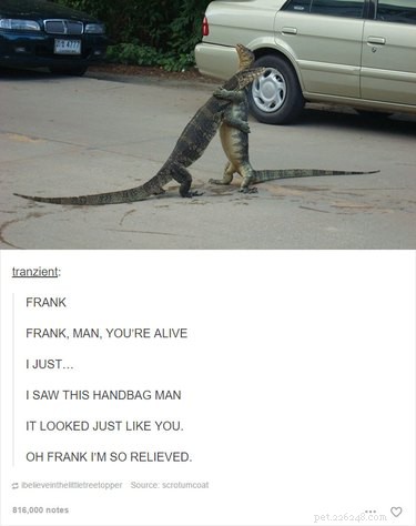 55 Hilarious Animal Tumblr Posts Guaranteed to Make You Laugh