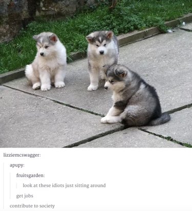 55 Hilarious Animal Tumblr Posts Guaranteed to Make You Laugh