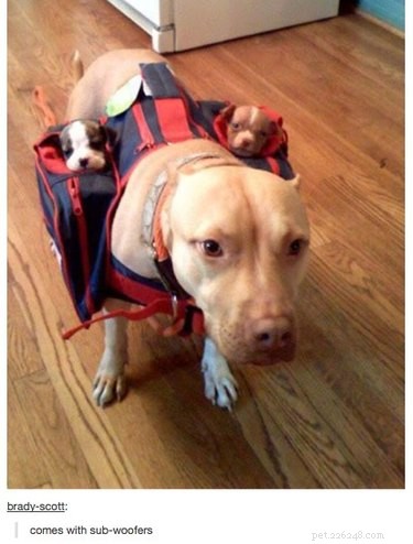 55 Hilarious Animal Tumblr Posts Guaranteed to Make You Laugh