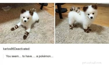 55 Hilarious Animal Tumblr Posts Guaranteed to Make You Laugh