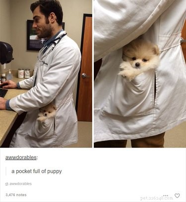 55 Hilarious Animal Tumblr Posts Guaranteed to Make You Laugh