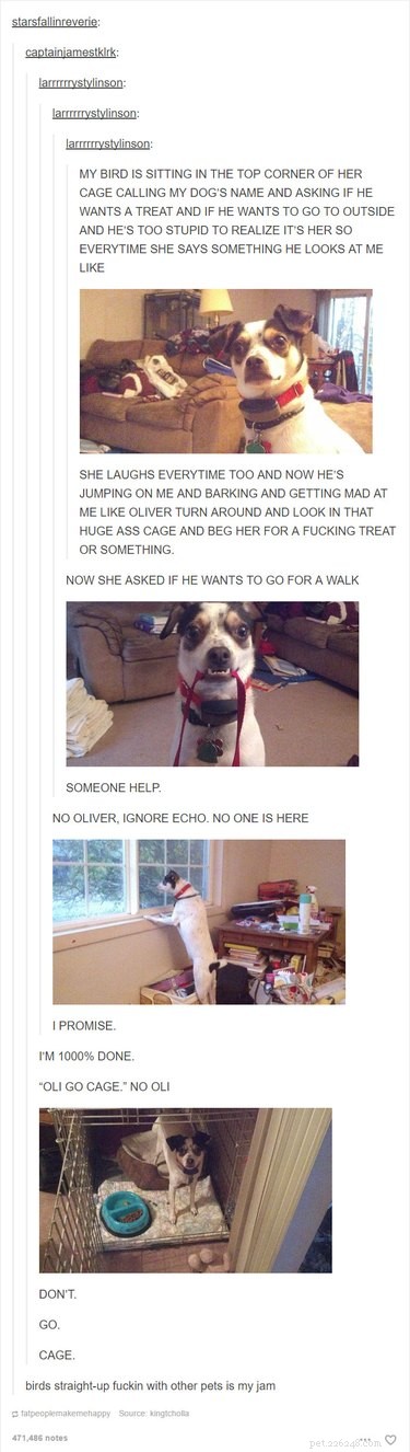 55 Hilarious Animal Tumblr Posts Guaranteed to Make You Laugh