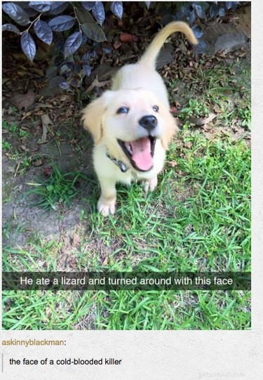 55 Hilarious Animal Tumblr Posts Guaranteed to Make You Laugh