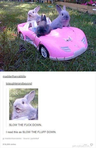 55 Hilarious Animal Tumblr Posts Guaranteed to Make You Laugh
