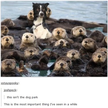 55 Hilarious Animal Tumblr Posts Guaranteed to Make You Laugh