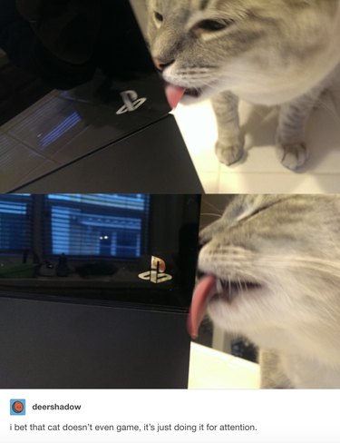 55 Hilarious Animal Tumblr Posts Guaranteed to Make You Laugh