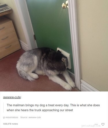 55 Hilarious Animal Tumblr Posts Guaranteed to Make You Laugh