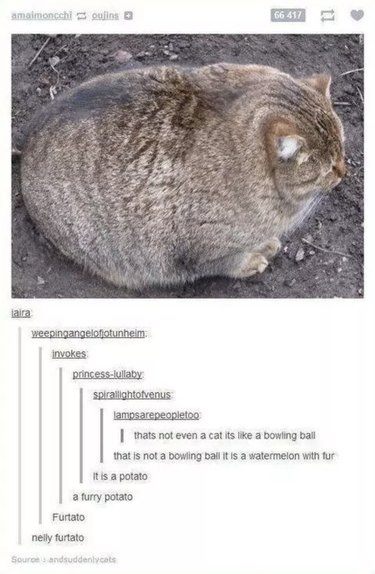 55 Hilarious Animal Tumblr Posts Guaranteed to Make You Laugh
