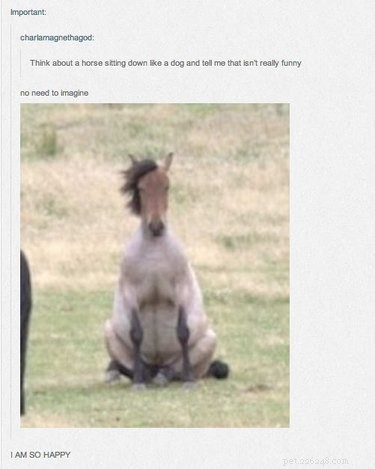 55 Hilarious Animal Tumblr Posts Guaranteed to Make You Laugh