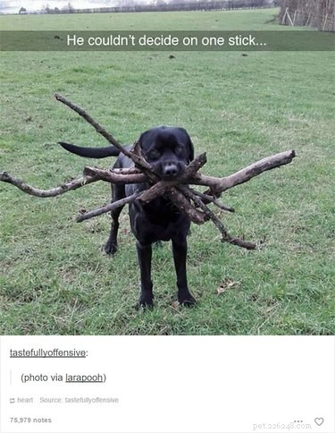 55 Hilarious Animal Tumblr Posts Guaranteed to Make You Laugh