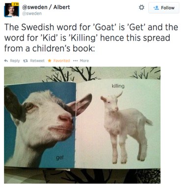55 Hilarious Animal Tumblr Posts Guaranteed to Make You Laugh