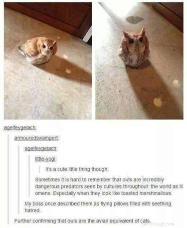 55 Hilarious Animal Tumblr Posts Guaranteed to Make You Laugh