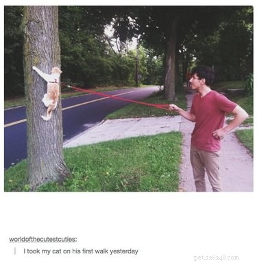 55 Hilarious Animal Tumblr Posts Guaranteed to Make You Laugh
