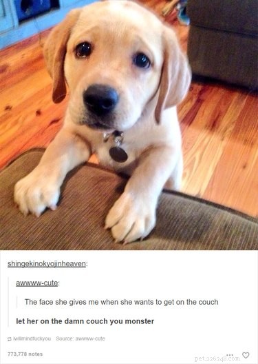 55 Hilarious Animal Tumblr Posts Guaranteed to Make You Laugh