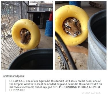 55 Hilarious Animal Tumblr Posts Guaranteed to Make You Laugh