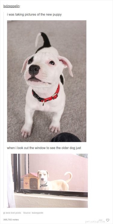 55 Hilarious Animal Tumblr Posts Guaranteed to Make You Laugh