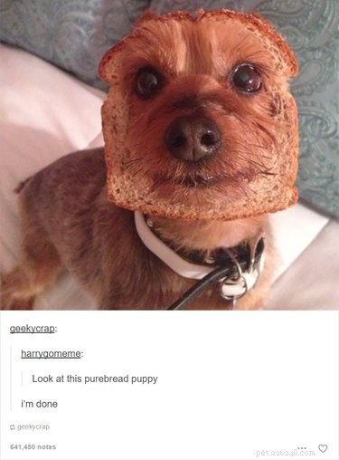 55 Hilarious Animal Tumblr Posts Guaranteed to Make You Laugh