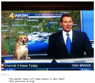 55 Hilarious Animal Tumblr Posts Guaranteed to Make You Laugh