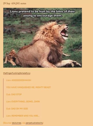55 Hilarious Animal Tumblr Posts Guaranteed to Make You Laugh