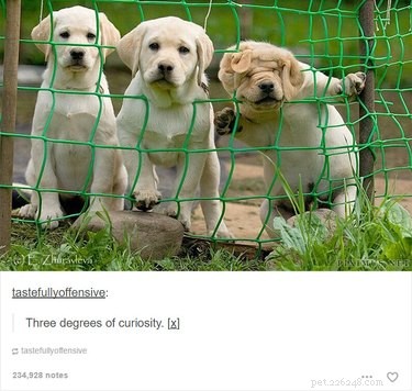 55 Hilarious Animal Tumblr Posts Guaranteed to Make You Laugh