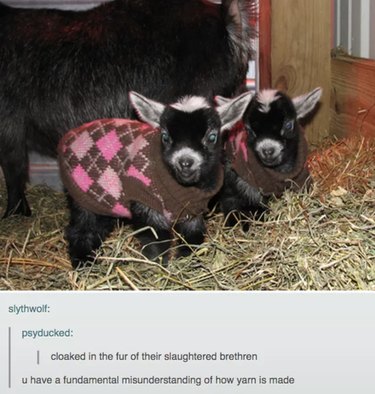55 Hilarious Animal Tumblr Posts Guaranteed to Make You Laugh