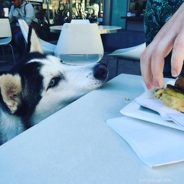 26 Breakfast-Loving Pets That Will Make You Crave a Hearty Start