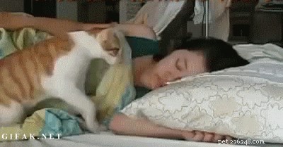 26 Breakfast-Loving Pets That Will Make You Crave a Hearty Start