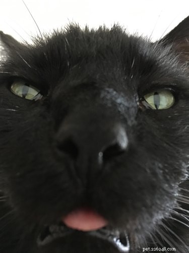 26 Breakfast-Loving Pets That Will Make You Crave a Hearty Start