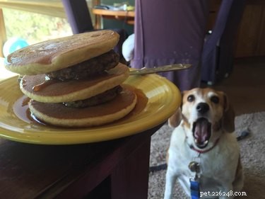 26 Breakfast-Loving Pets That Will Make You Crave a Hearty Start