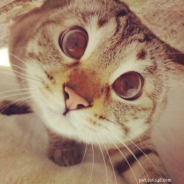 26 Breakfast-Loving Pets That Will Make You Crave a Hearty Start