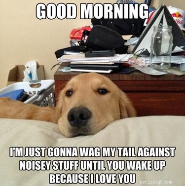 26 Breakfast-Loving Pets That Will Make You Crave a Hearty Start